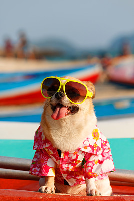 狗在沙滩上。图片下载