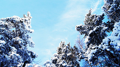 冬季森林图片下载