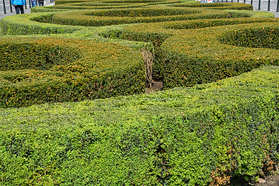 捷克共和国布拉格Wenceslas广场上的几株圆形灌木图片下载
