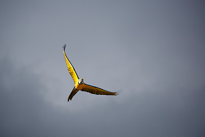 金刚鹦鹉在飞行中图片下载