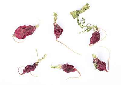 白底上的干萝卜。图片下载