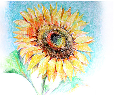 向日葵图片下载