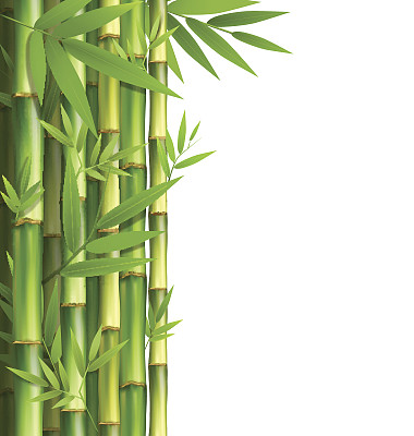 绿竹林孤立在白色图片下载