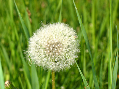 毛茸茸的白色蒲公英图片下载