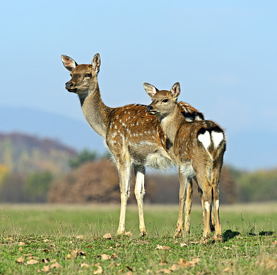 梅花鹿素材图片
