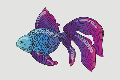 锦鲤作为插图鱼。金鱼。图片下载