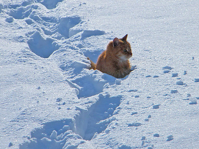 猫在雪图片下载