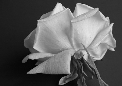 黑白玫瑰图片下载