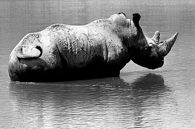 河里的白犀牛图片下载