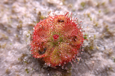 Drosera,茅膏菜图片下载