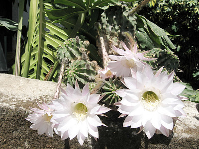 或者是2007年的耶胡达仙人掌花图片下载