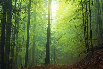 春天雾蒙蒙的森林图片下载