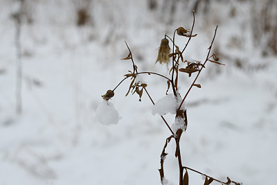 草和雪的重量。图片下载