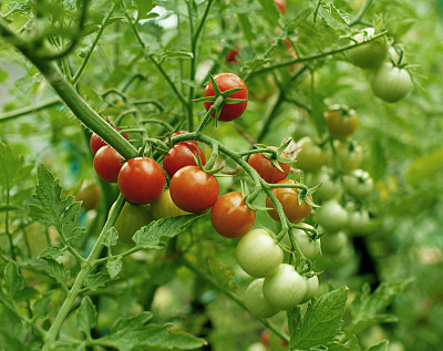 圣女果图片下载