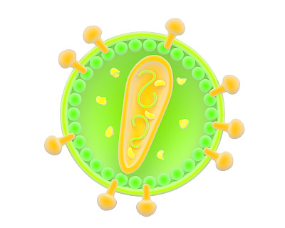 逆转录病毒图解图片下载
