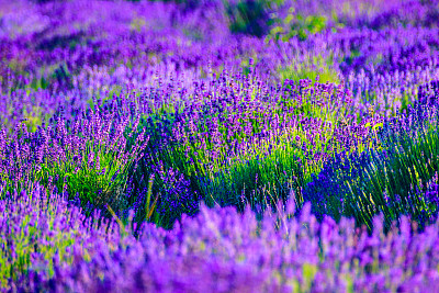 夏天的薰衣草田图片下载