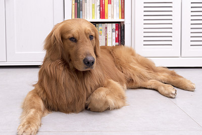 金毛猎犬做图片下载