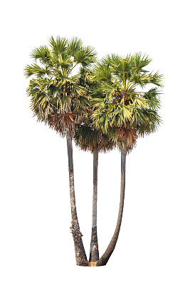 三棵被孤立在白色背景上的博罗瑟夫树图片下载