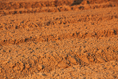 土壤卷心菜图片下载
