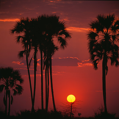 野生动物图片下载