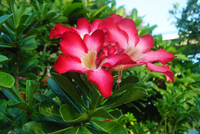 粉色比格诺选择性聚焦图片下载