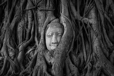 《树根》中砂岩佛的头像图片下载