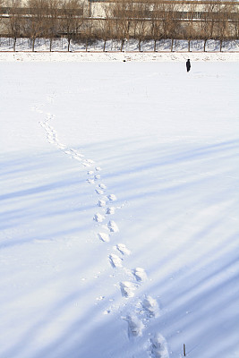 寒冷的早晨散步图片下载