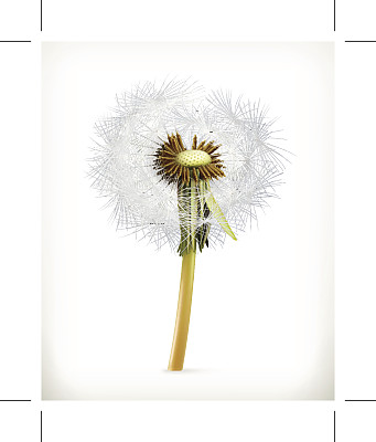 蒲公英头像的头图片下载