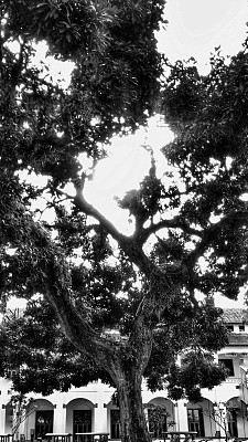 拉旺寺三宝垄的大树图片下载