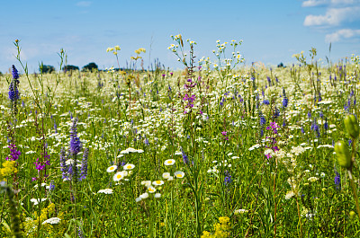 夏天的草地素材图片