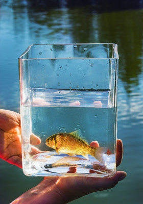 湖面上玻璃罐中的小鱼图片下载
