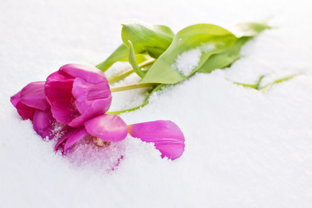 雪地里的郁金香图片下载