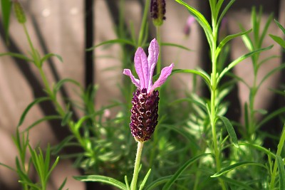 紫色的薰衣草花图片下载