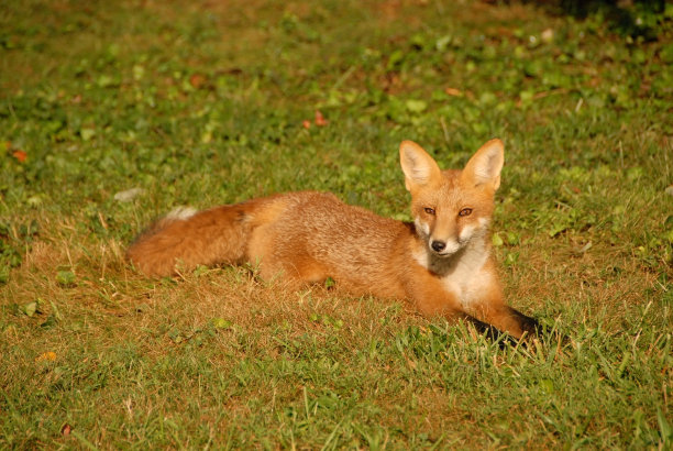 草地上的红狐图片下载