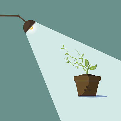 嫩芽和灯的光芒图片下载