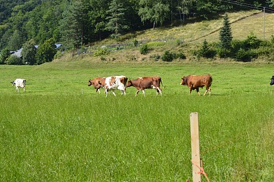 回家的路上图片下载