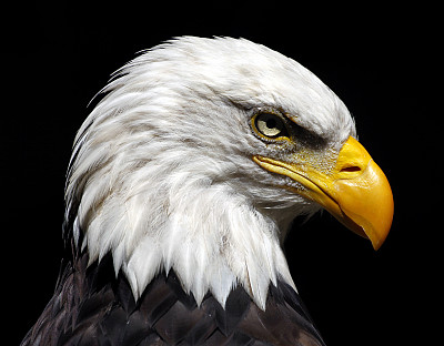 白头海雕图片下载