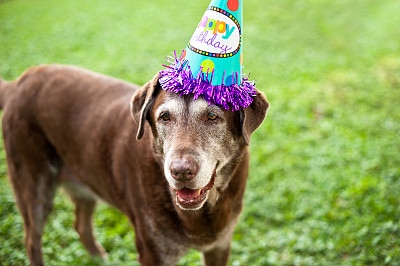草地上戴着生日帽的老巧克力实验室图片下载