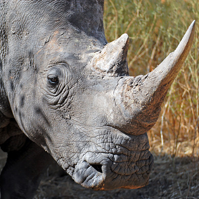 白犀牛特写肖像图片下载