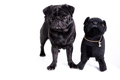 黑色拖把和狗木偶图片下载