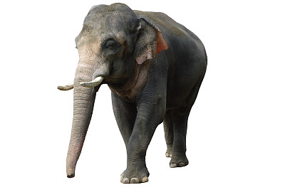 印度象白背图片下载