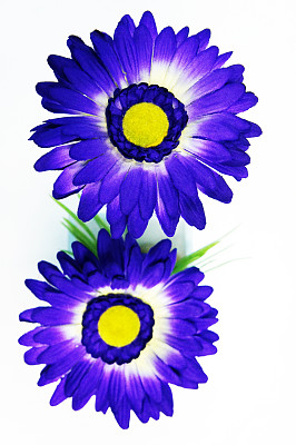 塑料花图片下载