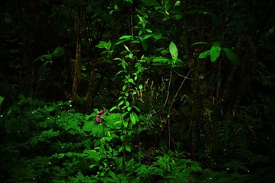 不同的图片下载