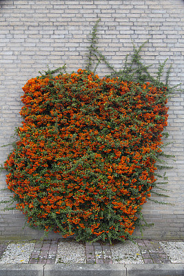 有橙莓的火棘图片下载