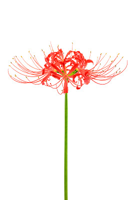 红蜘蛛莉莉图片下载