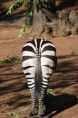 斑马后方图片下载