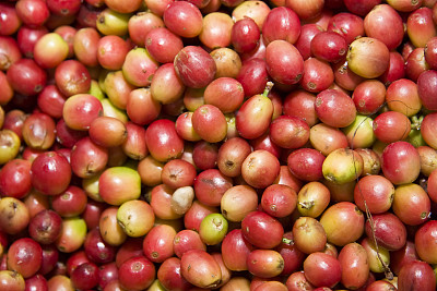 咖啡豆,瓜德罗普岛图片下载