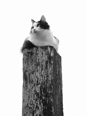 一只焦虑的猫在篱笆柱上图片下载