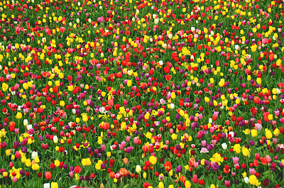 郁金香领域图片下载