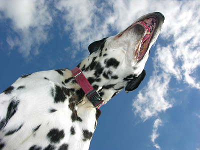 飞行Dalmation图片下载